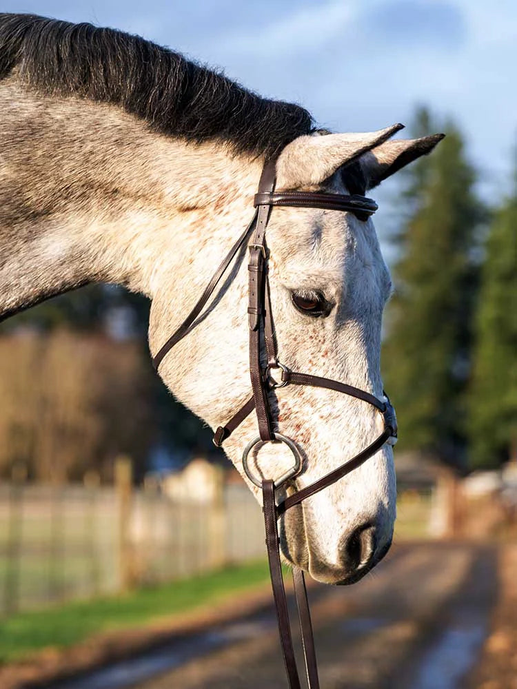 Augusta Figure 8 Bridle
