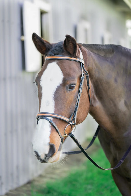 Broadmoor Monocrown Bridle with Accent Piping