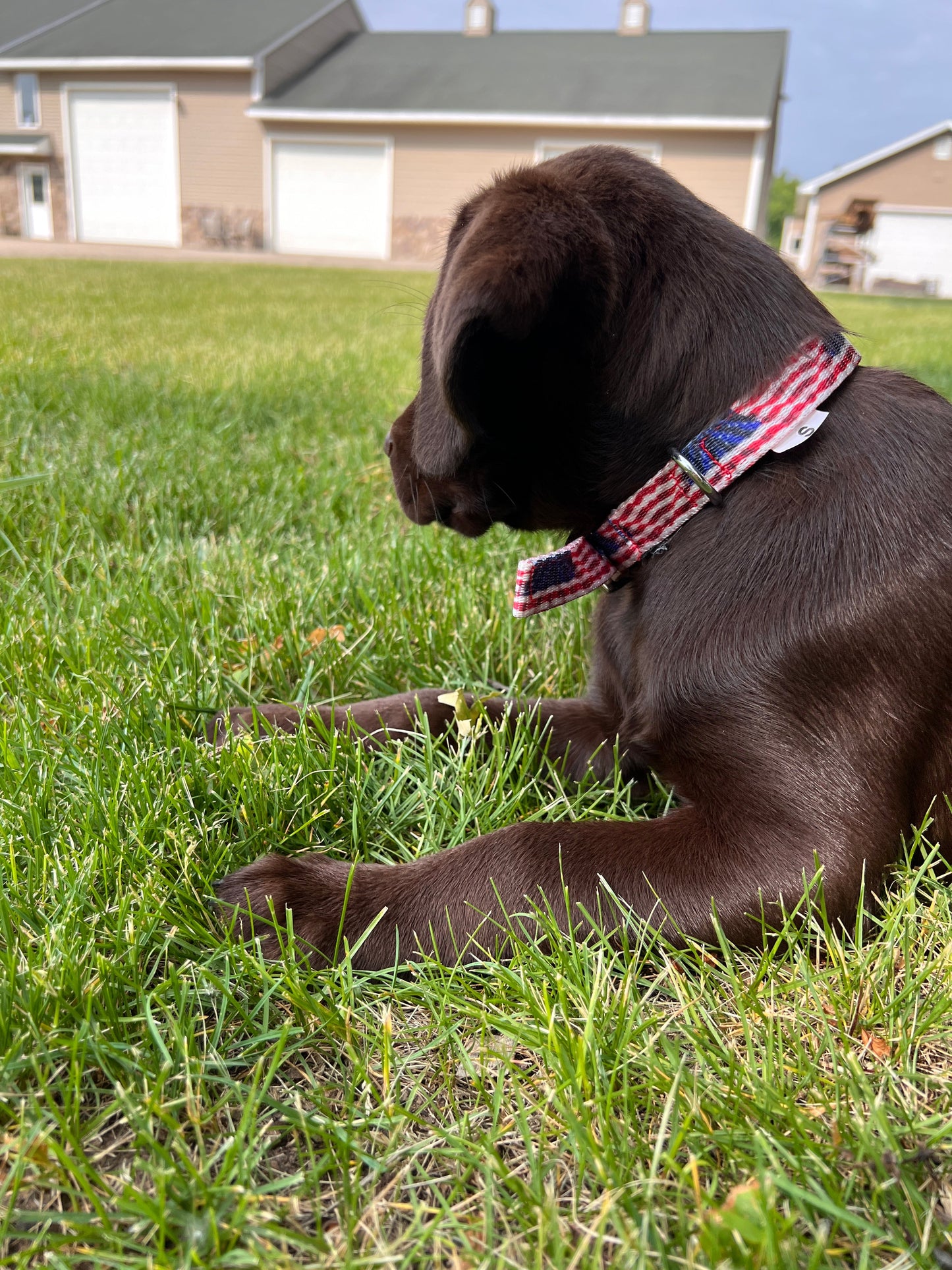 American Flag designed nylon dog collar