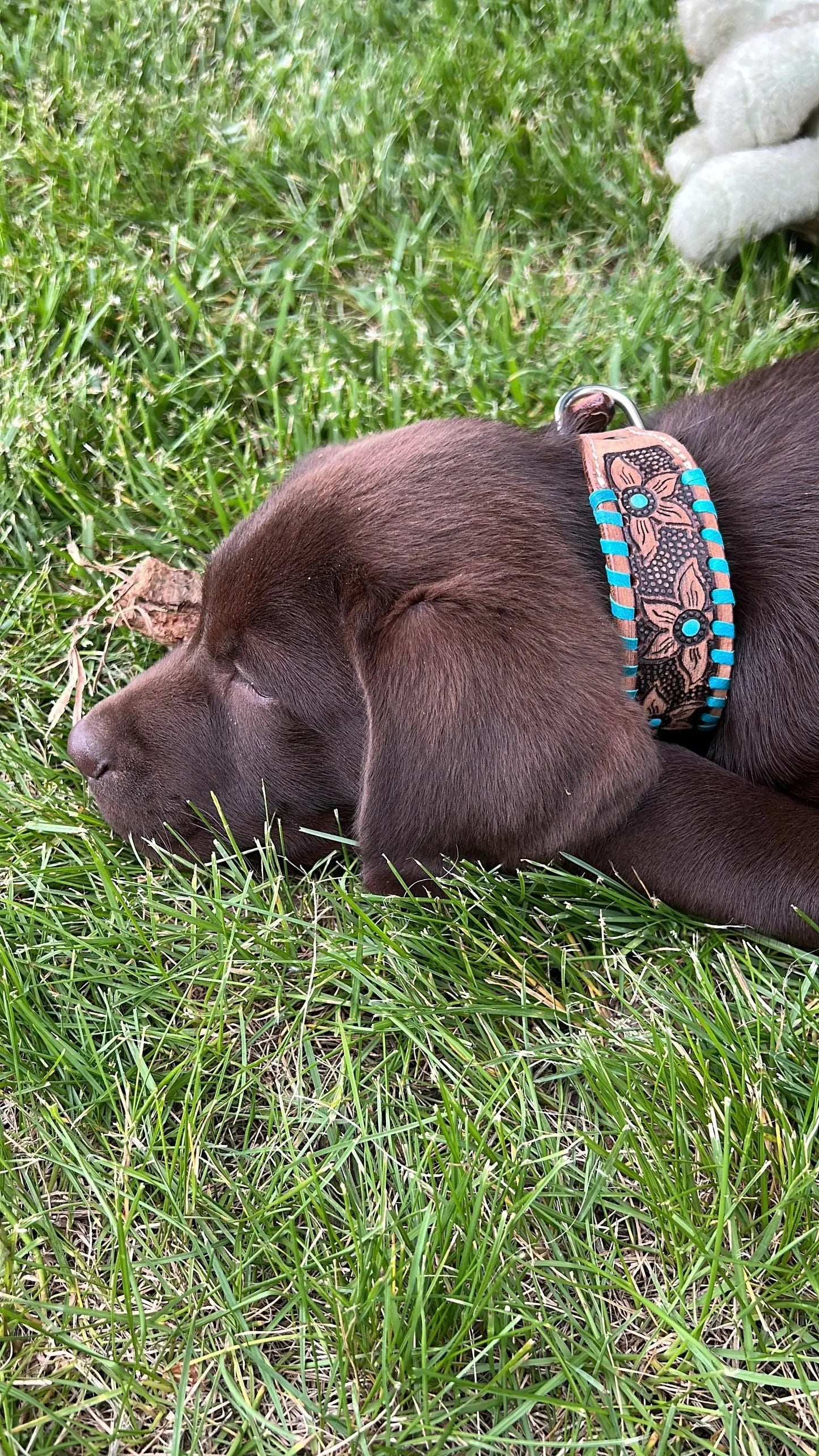 Genuine leather dog collar with teal rawhide