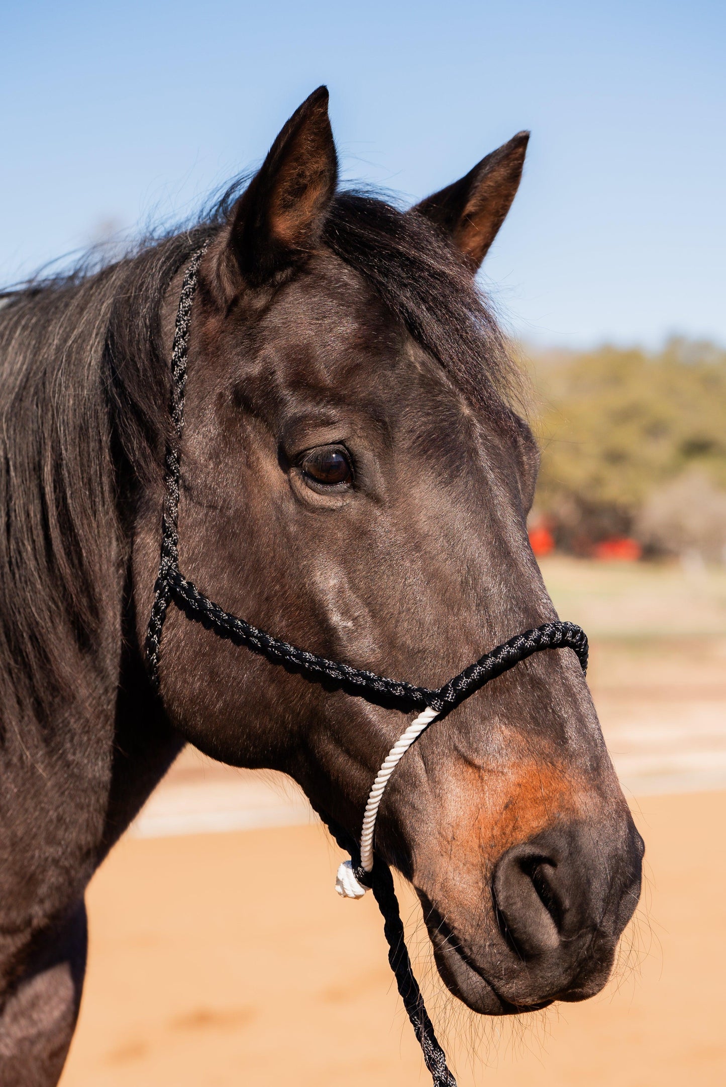 Black Mule Tape Halter with Lariat Noseband