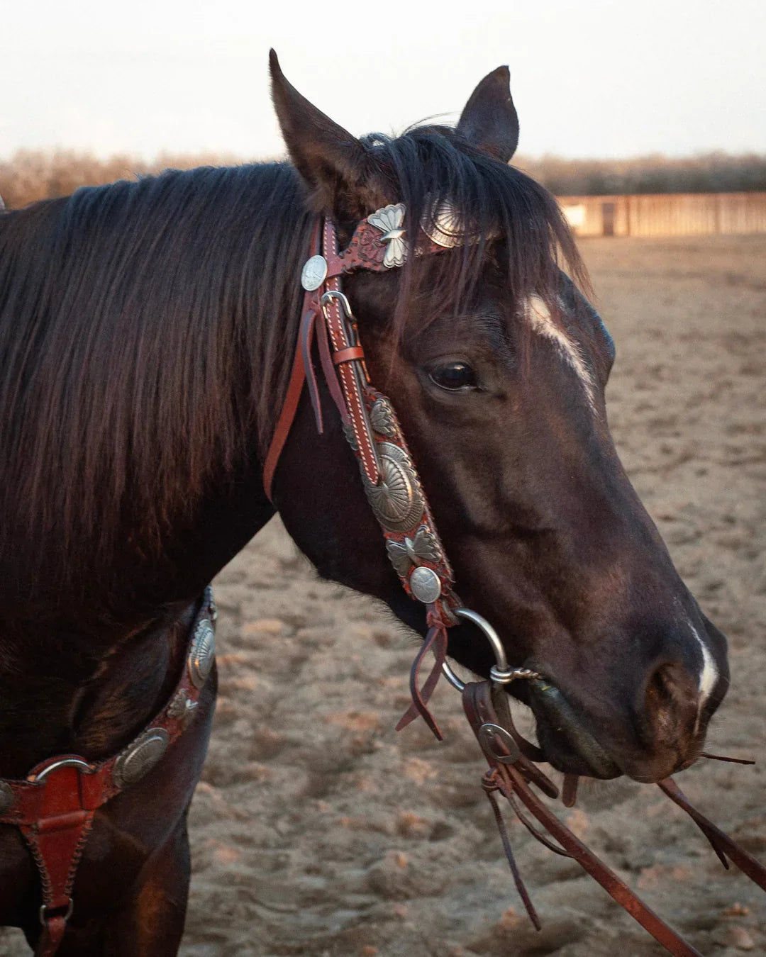 The Dinero Headstall