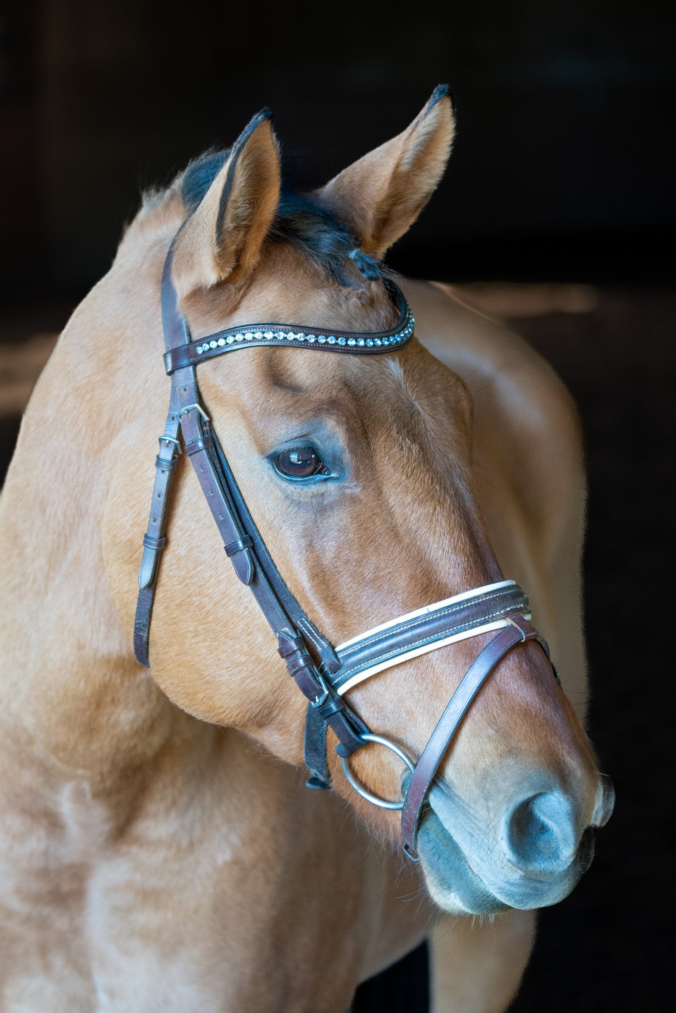 Frozen Browband