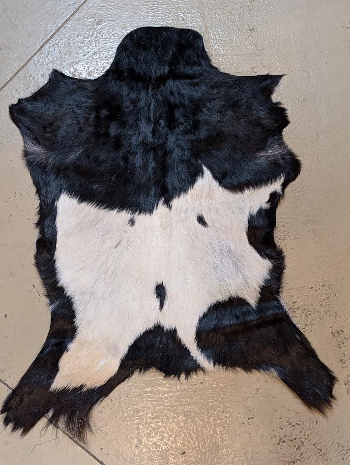 Goat Hide "Hawk"