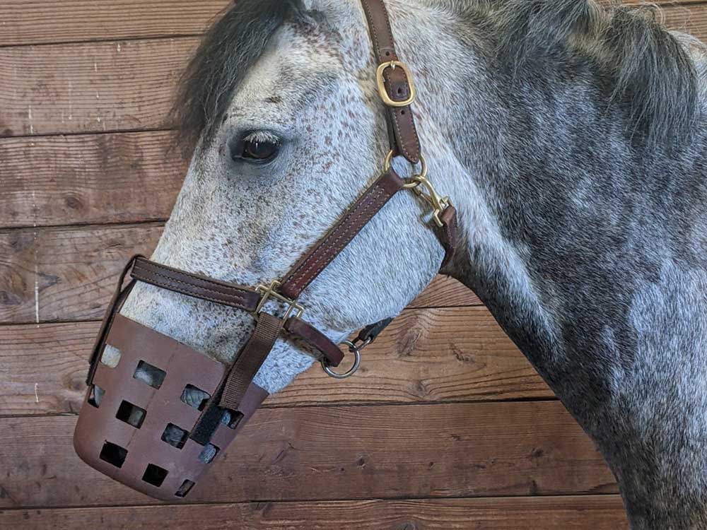 Brown Rubber Grazing Muzzle