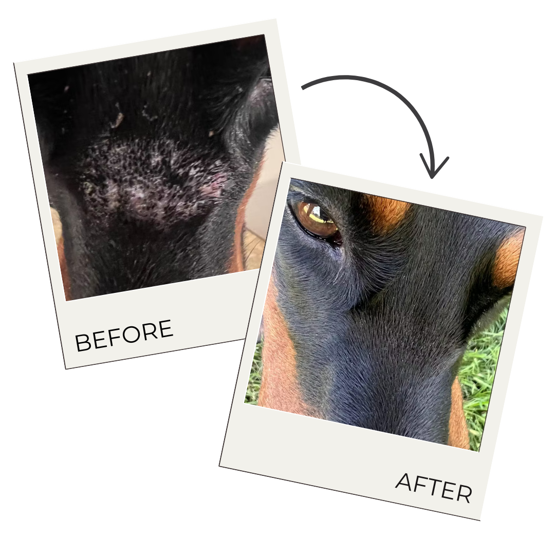 Hair Regrowth Spray for Dogs & Horses