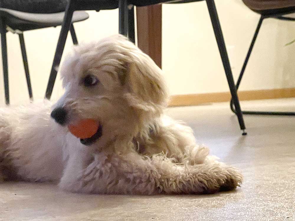 Basketball Dog Toy