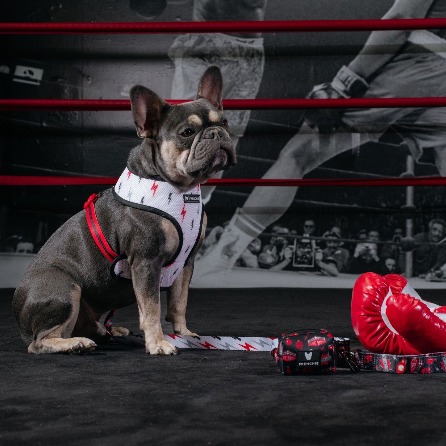 Frenchie Duo Reversible Harness - Knockout