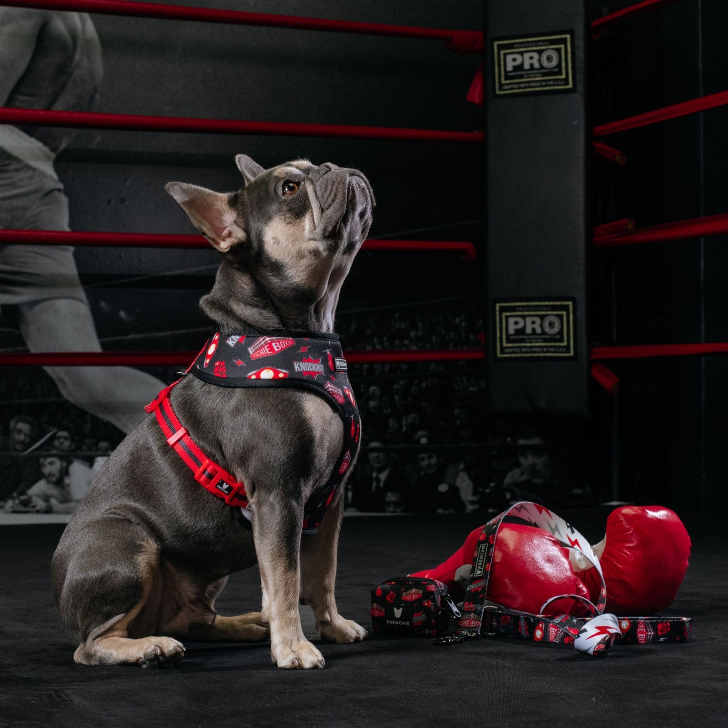 Frenchie Duo Reversible Harness - Knockout