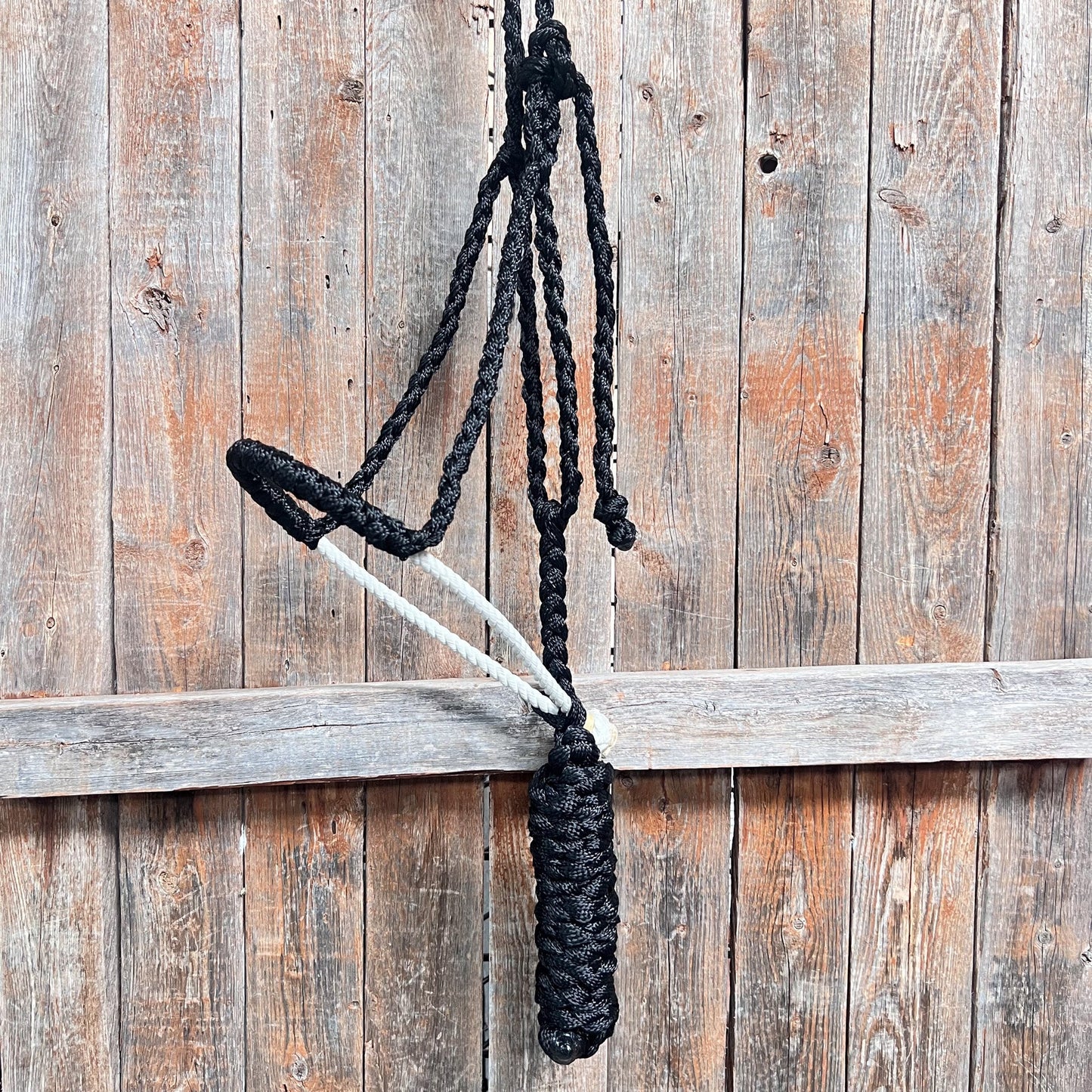 Black Mule Tape Halter with Lariat Noseband