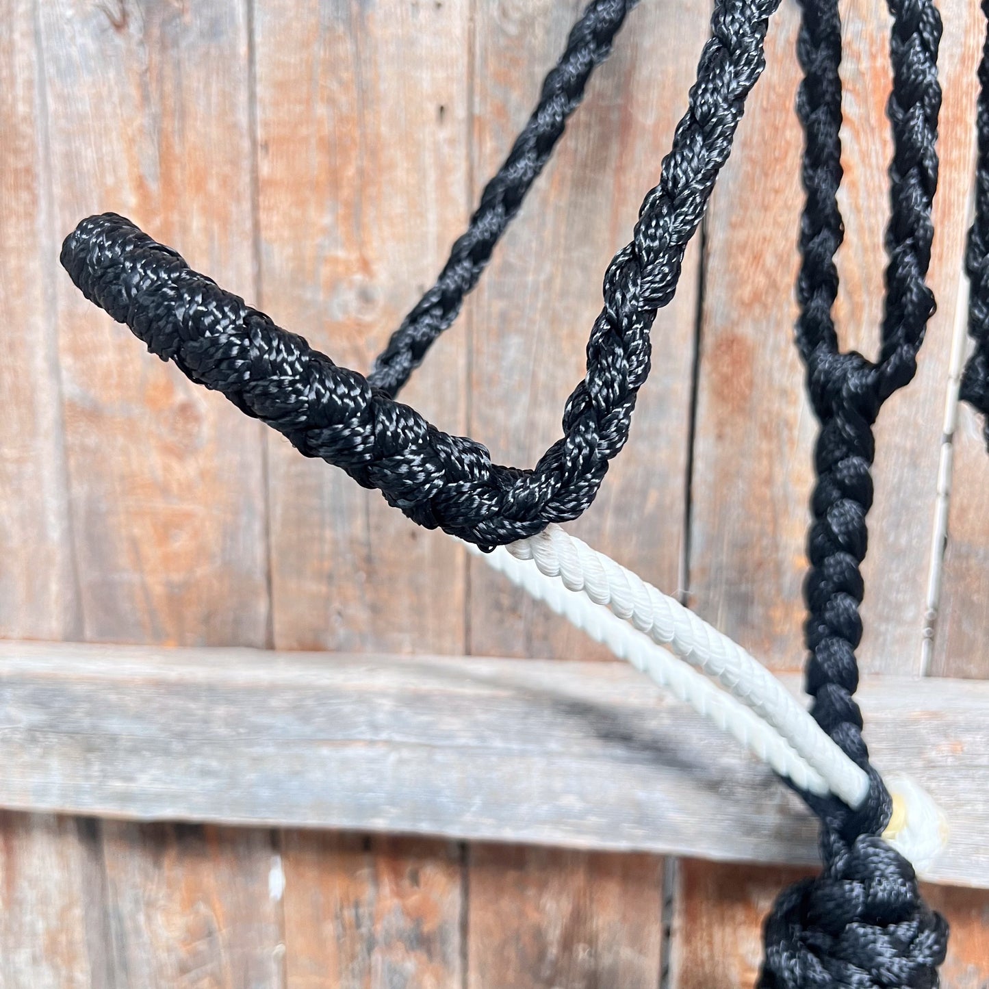 Black Mule Tape Halter with Lariat Noseband