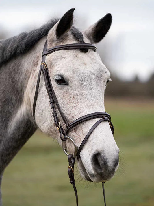 Murphy's Classic Bridle