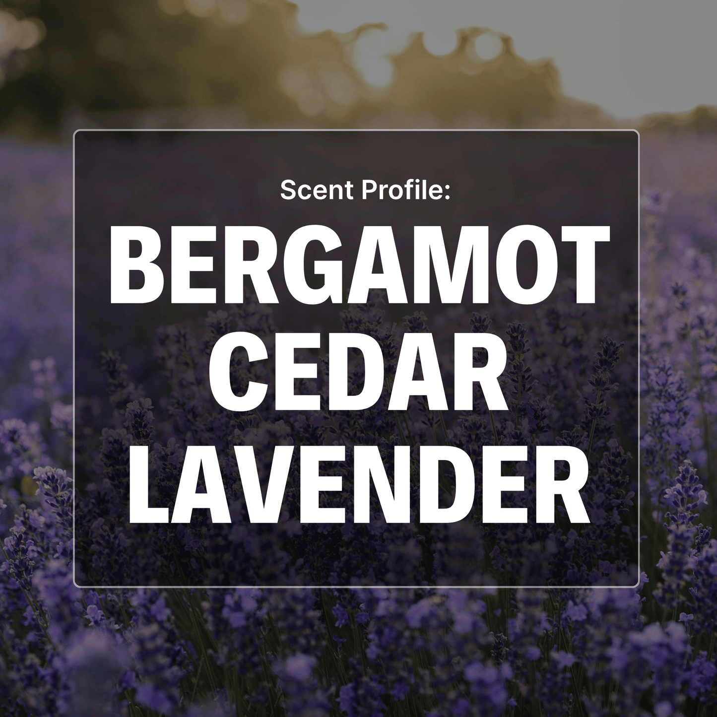 Northern Wind Beard Butter - Bergamot, Cedar, Lavender