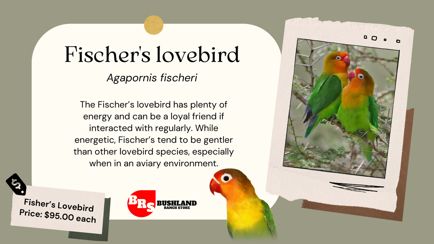 FISHER'S LOVEBIRD