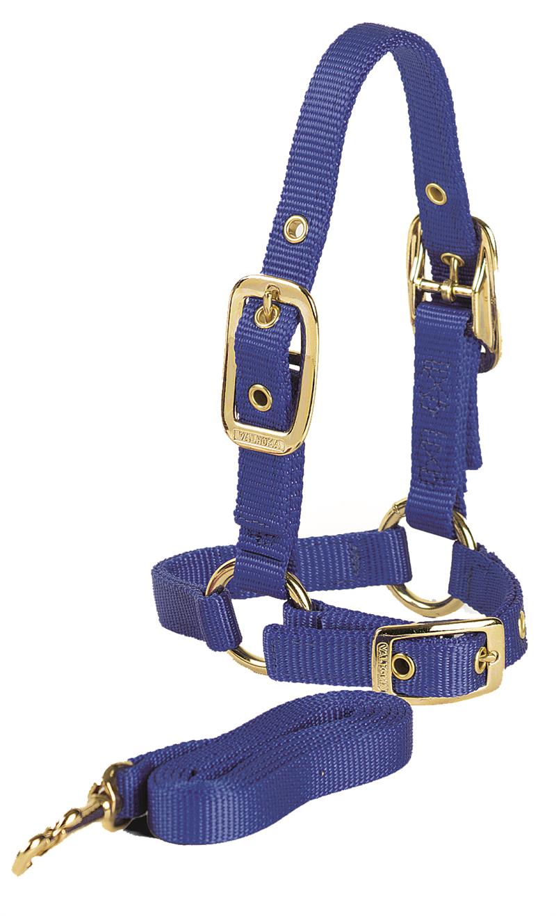 SHEEP HALTER W/LEAD TURQUOISE