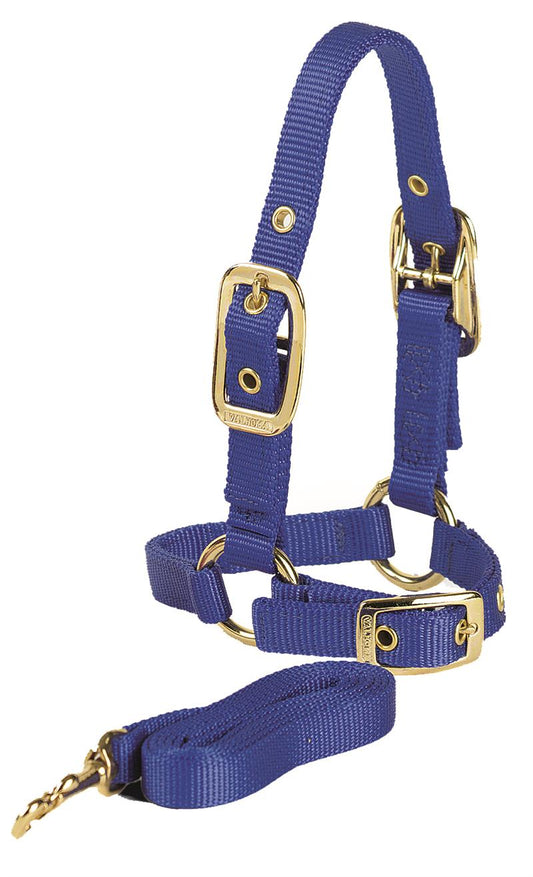 SHEEP HALTER W/LEAD LIME GREEN