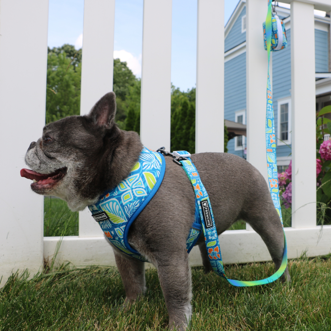 Frenchie Duo Reversible Harness - Waikiki