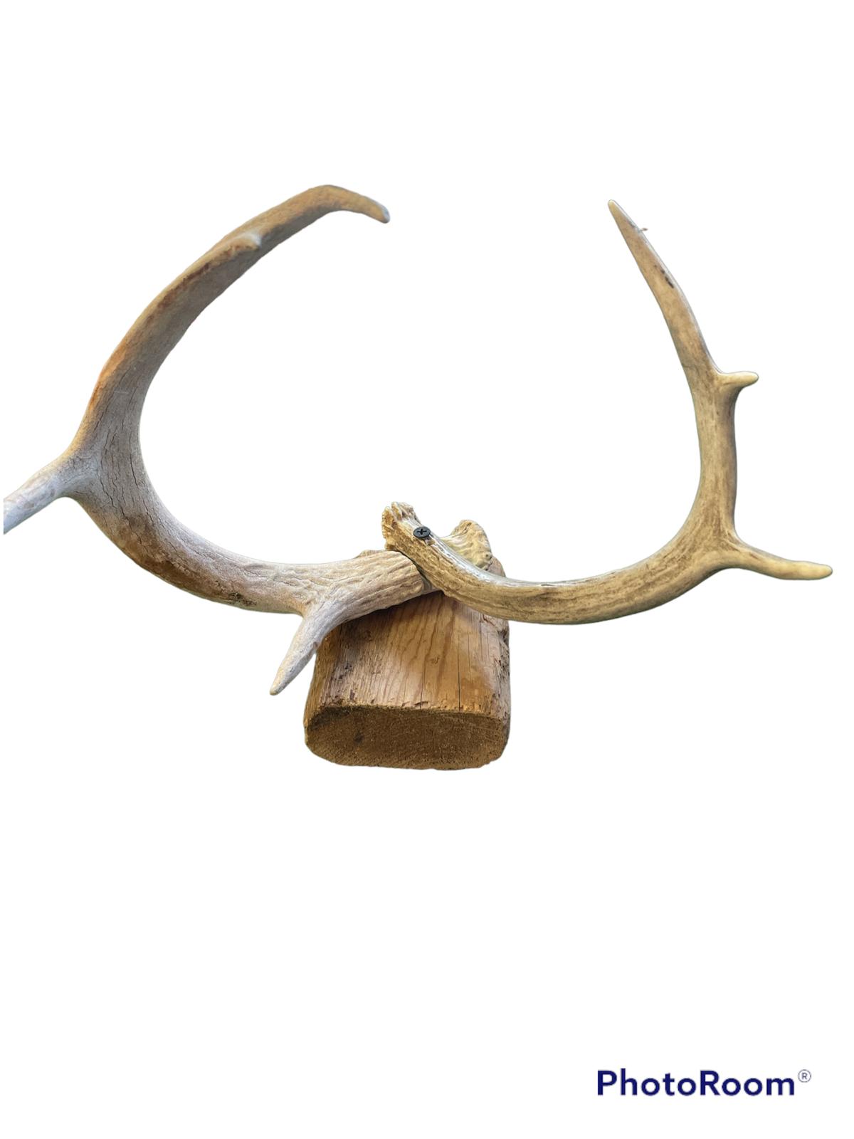 cuernos / Deer Antler
