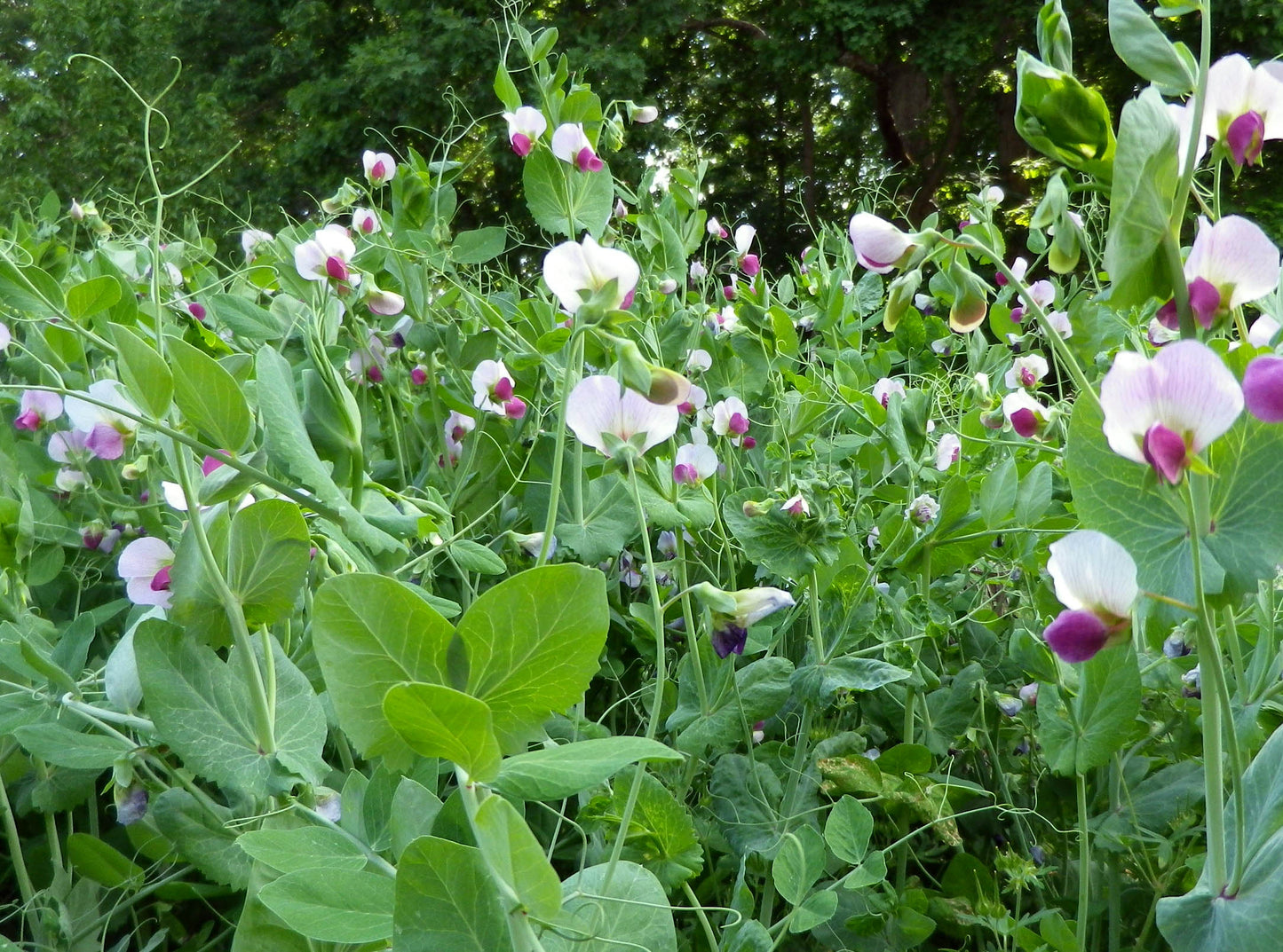 Austrian Winter Peas - 50LBS
