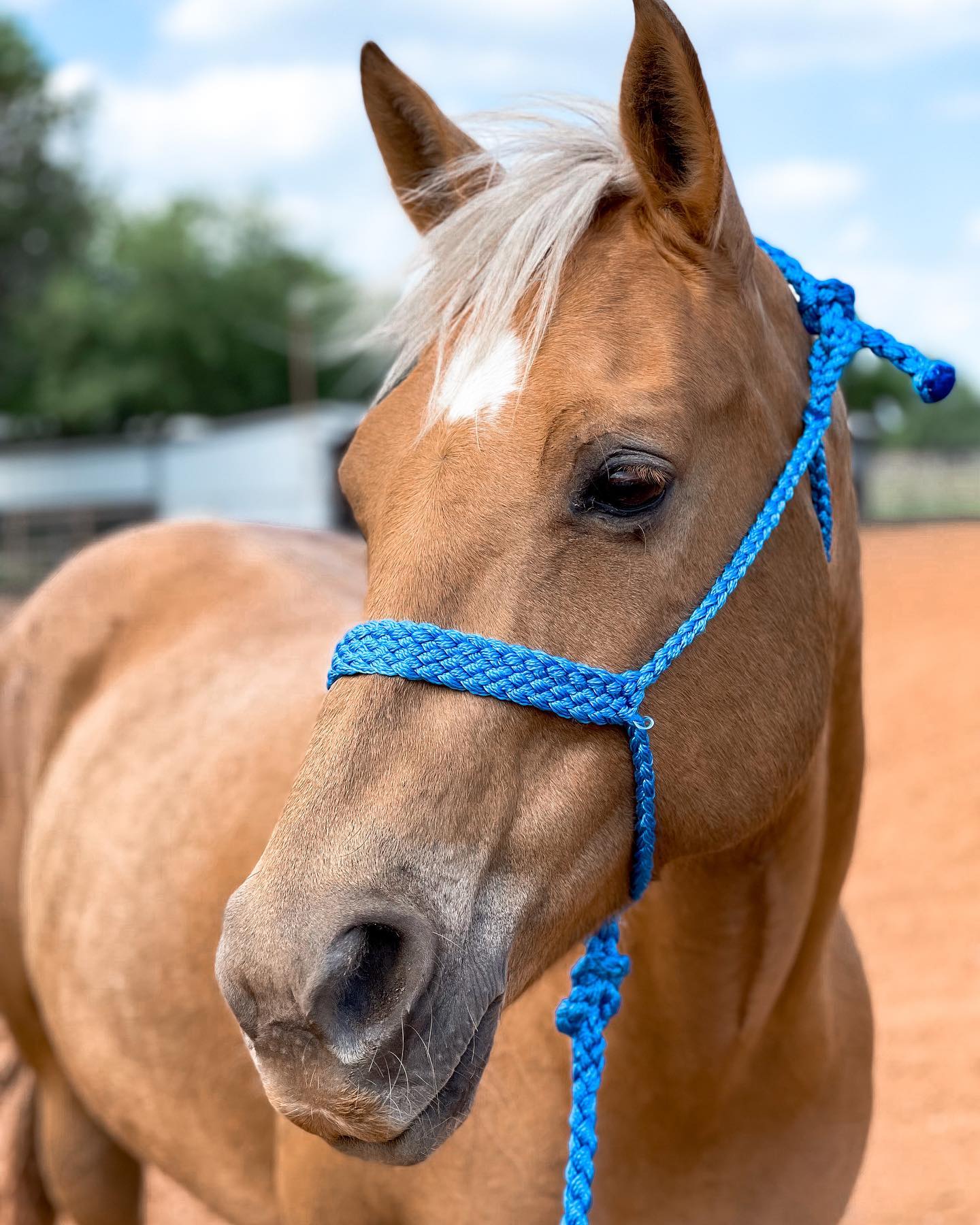 Blue Mule Tape Halter