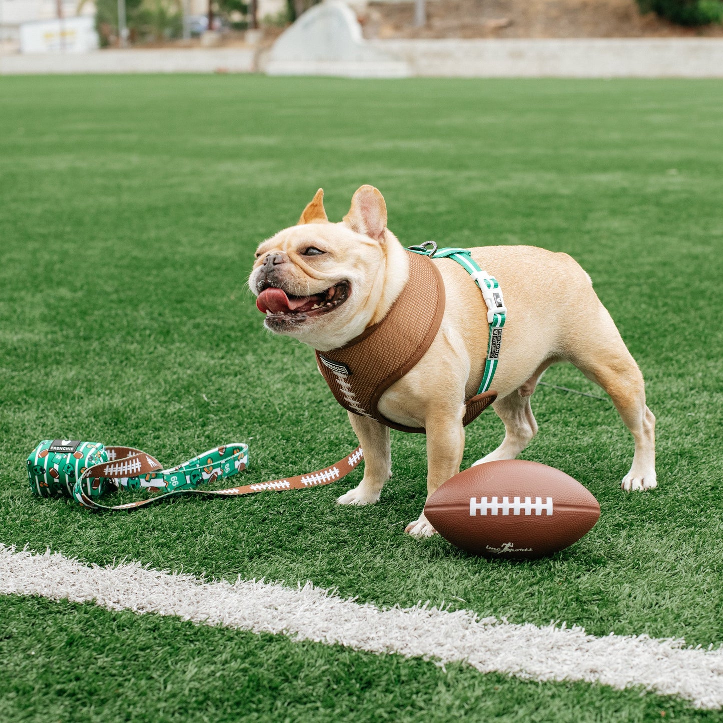 Frenchie Duo Reversible Harness - Touchdown