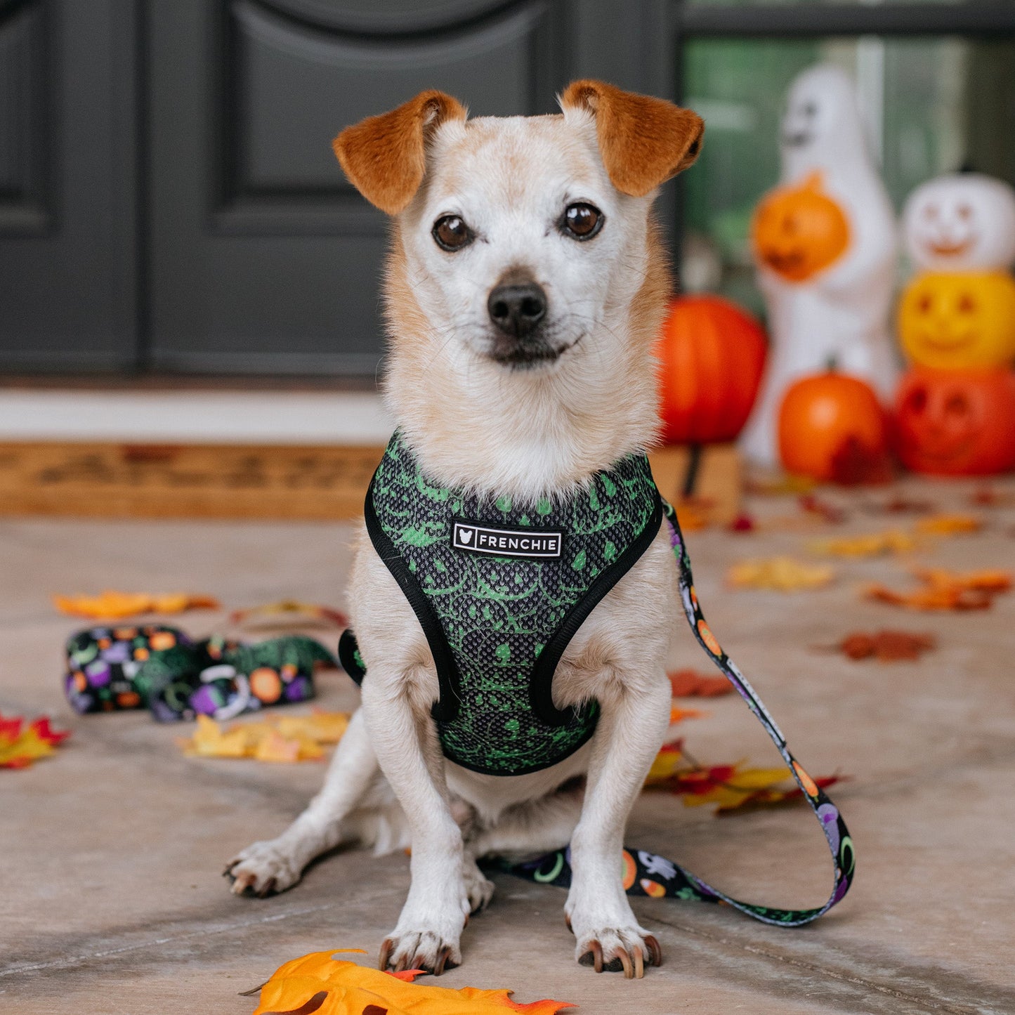 Frenchie Duo Reversible Harness - Witches Brew (Black)