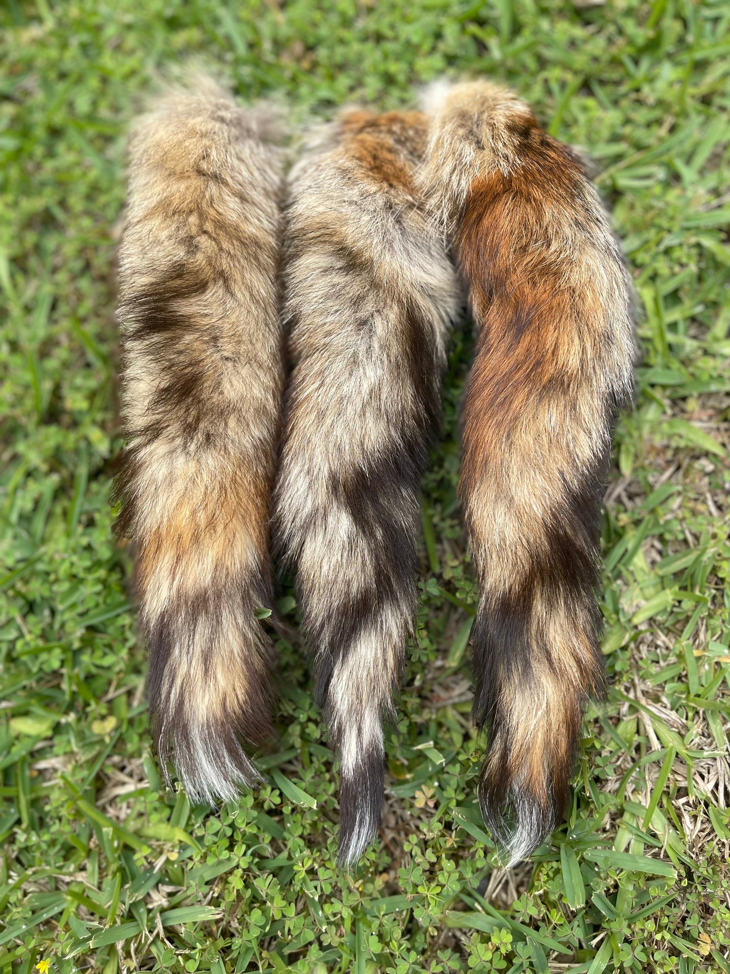 12” Red Fox
