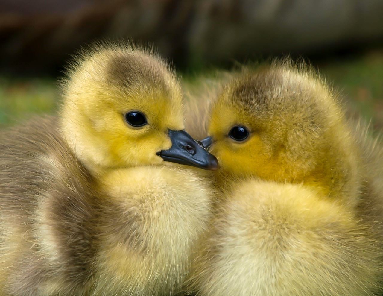 BABY GEESE - GANZOS