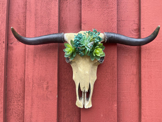Te Fiti Cowskull - Message to order