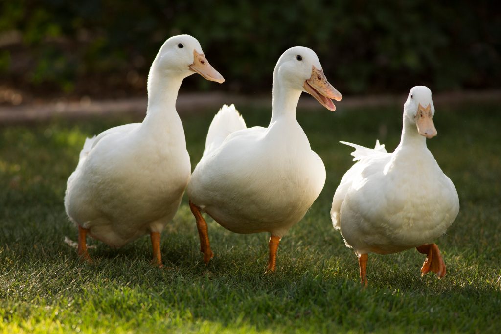 Ducks Adults / Patos Adultos