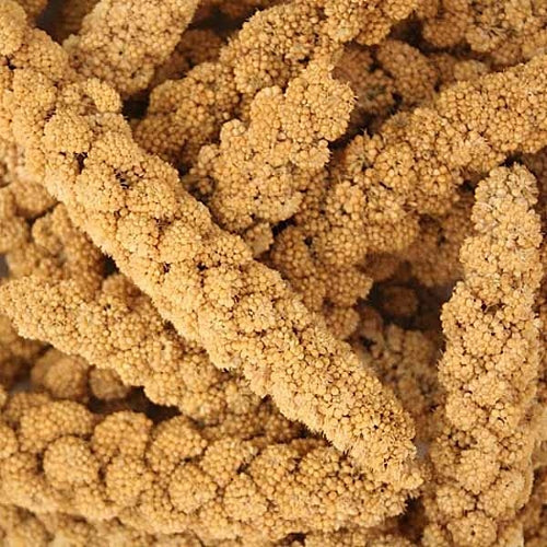 SPRAY MILLET