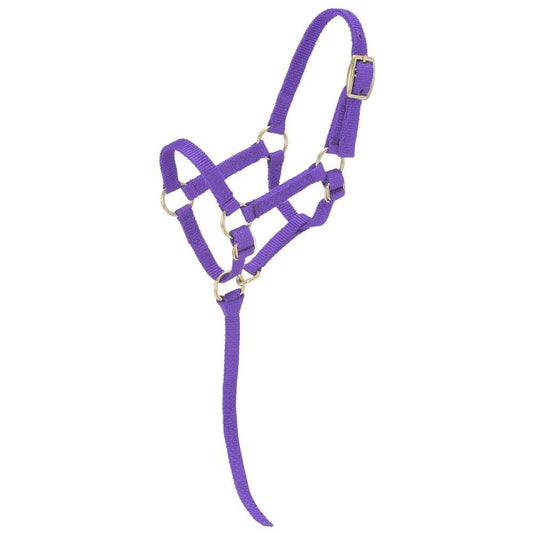 ROYAL BLUE Adjustable Nylon Miniature Halter S/M
