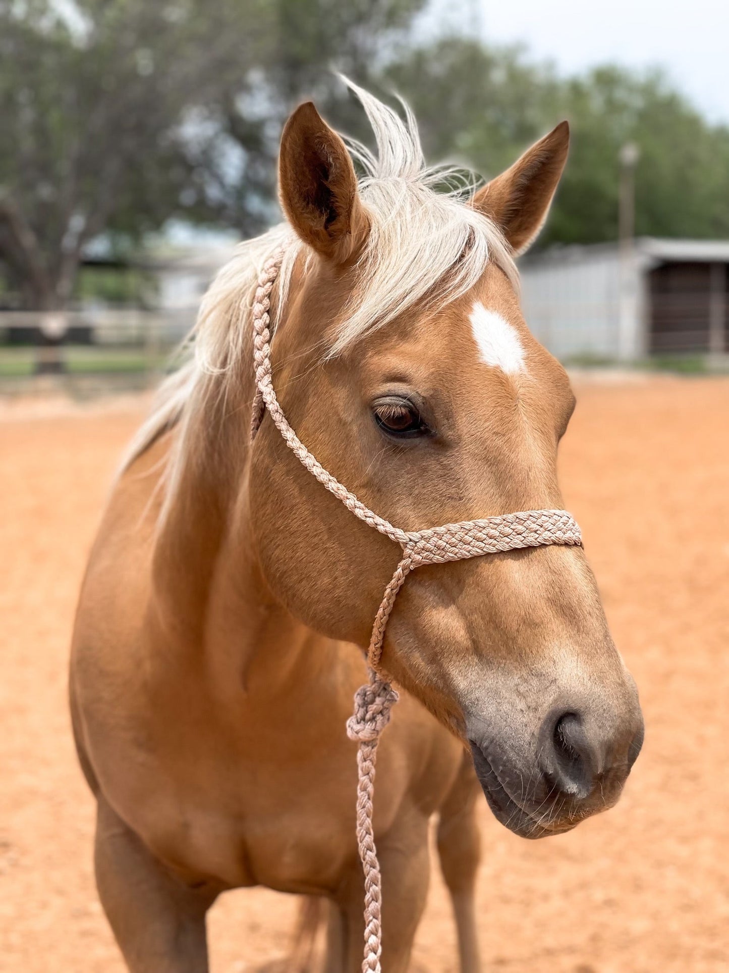Tan Mule Tape Halter