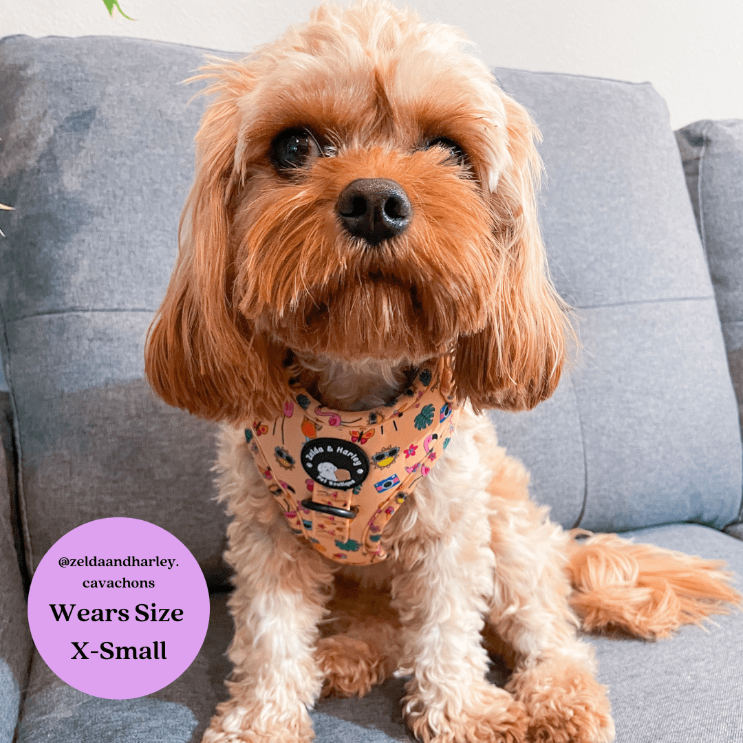 Club Pupicana - No Pull Adjustable Dog Harness