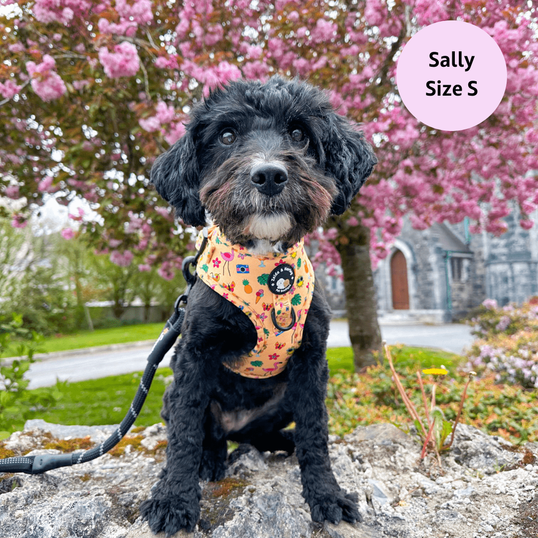 Club Pupicana - No Pull Adjustable Dog Harness