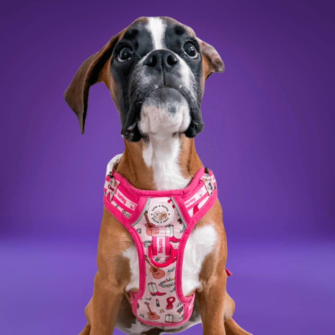 Shake it Off (Poochie's Version) - Adventure No Pull Harness