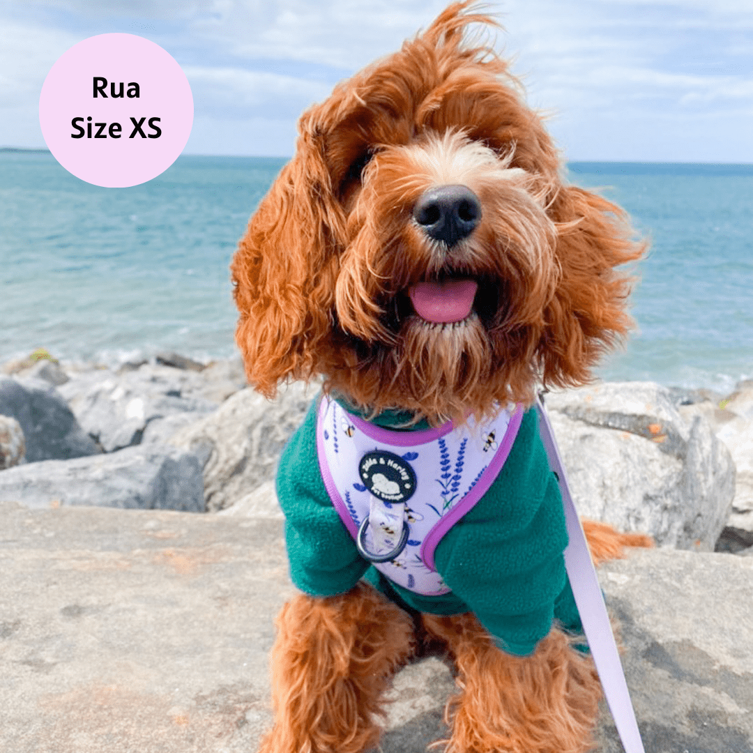 Sweet as Can Bee - No Pull Adjustable Dog Harness