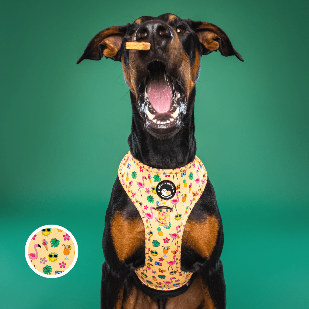 Club Pupicana - No Pull Adjustable Dog Harness