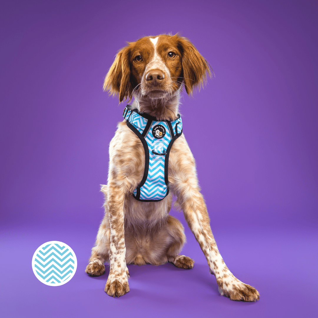 Zig Zag Wag Pastel Blue- Adventure No Pull Harness