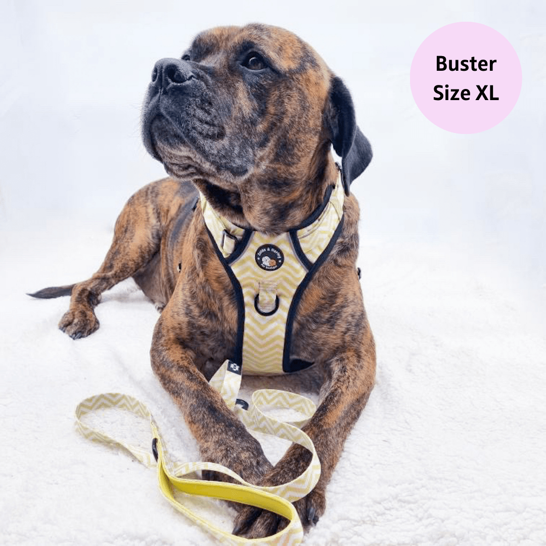 Zig Zag Wag Pastel Yellow - Adventure No Pull Harness