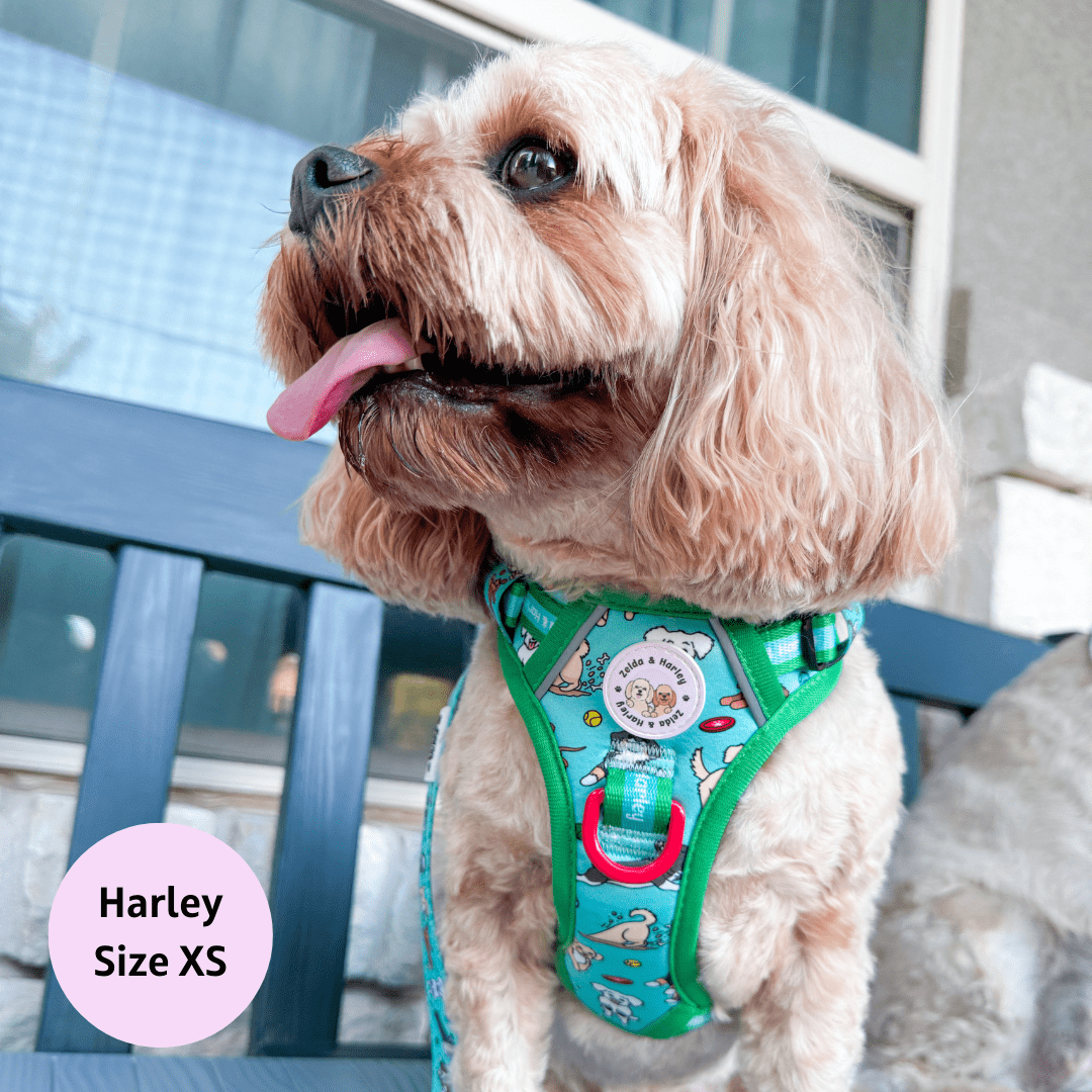 Zoomies 2.0 - Adventure No Pull Harness