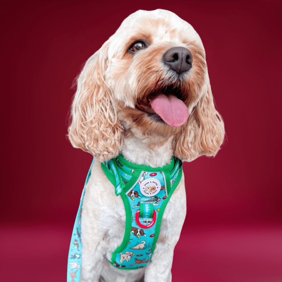 Zoomies 2.0 - Adventure No Pull Harness